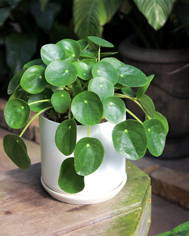 Pilea Peperomioides